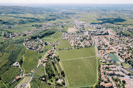 Green vineyards in Negrar Valpolicella. Verona, Italy. Droneの写真素材