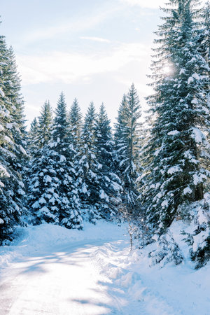 Snow-covered road in a coniferous winter forest in the sun raysの写真素材