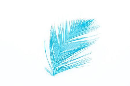 feather color turquoise emerald green on white background