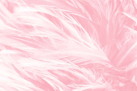 Coral Pink vintage color trends feather texture backgroundの写真素材