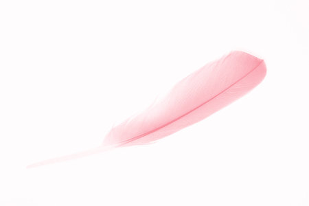 coral pink feather on white backgroundの写真素材
