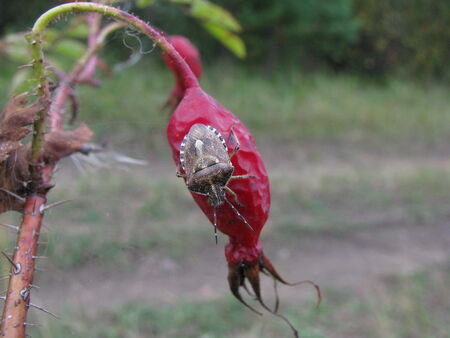 Zhuk on a berry rosehip