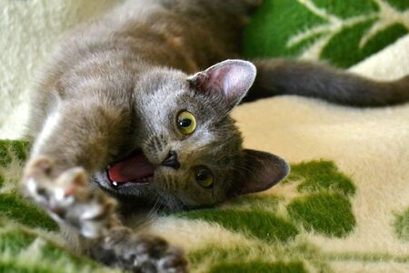 The cat yawns and stretches lying on a green blanket.の写真素材