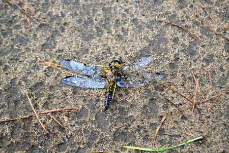 The interrupted flight of a dragonfly. After a rain.の写真素材