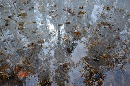 Spring pools, spring ice. Trees and the sky are reflected.