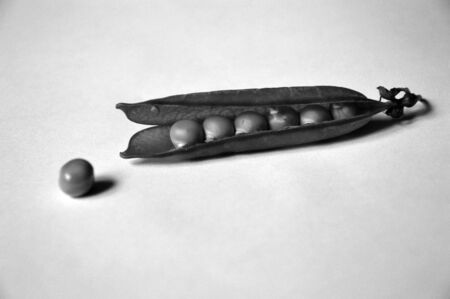 Open pod of peas. One pea "Escaped" .Black and white photo.の写真素材