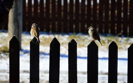 Two sparrows sitting on the fence. Looking at each other.の写真素材