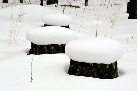 Three stump in the woods in snow hats.の写真素材
