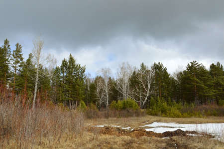 Spring forest landscape in a cloudy day.の写真素材