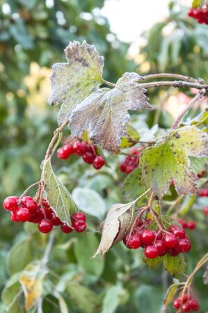 The branches of viburnum berries.の写真素材