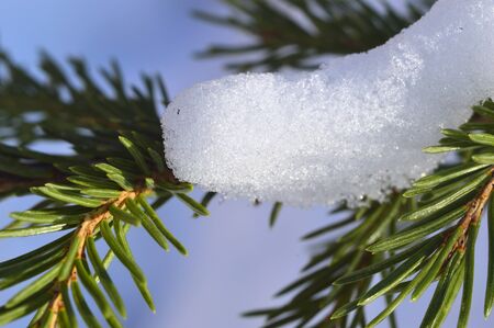 Spruce branch. In the snow. Macro.の写真素材