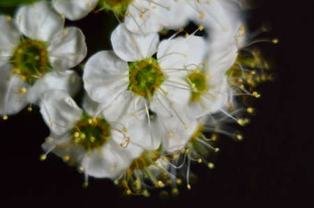 White flowers on a black background. Macro.の写真素材