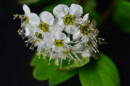 White flowers on a black background. Macro.