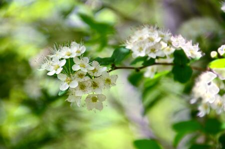 White flowers forest of a bush on a green background. Vague.