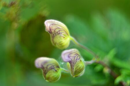 Curiosity. Blossoming flowers of the forest in the form of ears.の写真素材