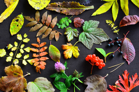 Autumn collection. A pattern of autumn leaves of different trees and grasses. On a dark backgroundの写真素材