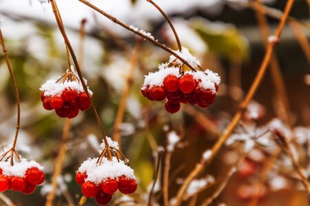 Red berries of viburnum. The first snow fell.の写真素材