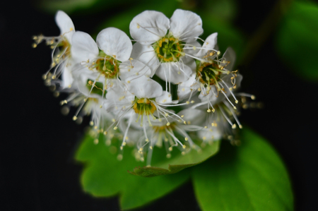 A blooming bouquet of black cherry Siberian. Macro. On black background