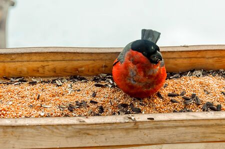 Beautiful large bullfinch (lat. Pyrrhula pyrrhula) sits in the feeder and pecks seeds. It's a male. Winterの写真素材