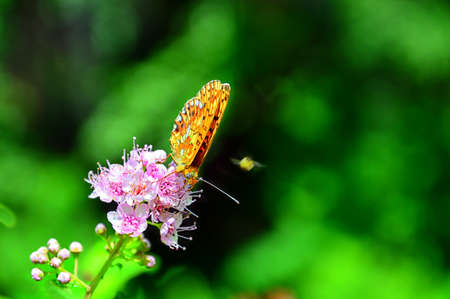 Photo project `One hour in the life of a rose flower. Summer mood in the wild.` Macro. Photo number fifteenの写真素材