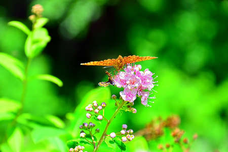 Photo project `One hour in the life of a rose flower. Summer mood in the wild.` Macro. Photo number...
