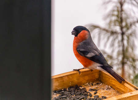 Beautiful large bullfinch (lat. Pyrrhula pyrrhula) sits in a feeder on the background of a small cedar. It's a male. Winter.の写真素材