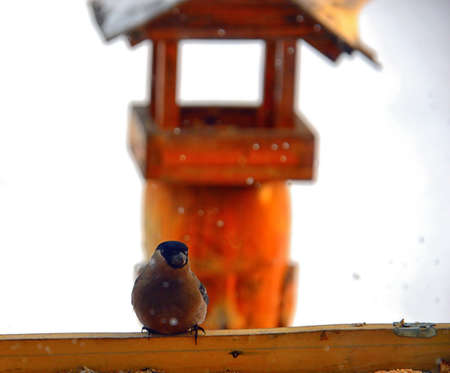 Bird bullfinch sits on a wooden bird feeder. Looks at us. The cold winter forces birds to fly closer to human habitation in order to feed and survive.の写真素材