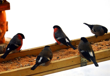Five bullfinches flew to the bird feeder. In the cold winter, birds fly to a person`s dwelling to feed themselves and survive. Photo on a white background.の写真素材