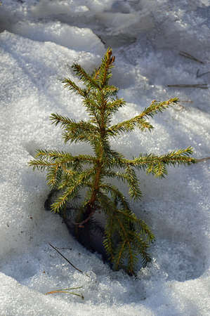 Winter landscape. A small spruce grows in the forest in a snowdrift.の写真素材
