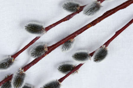 Three sprigs of pussy willow on a light background from fabric. Interior Design. Diagonal...