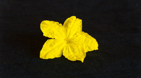 Yellow cucumber seedling flower on a black background. Close-up photo. Macro photographyの写真素材