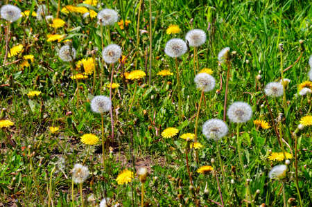 Meadow with blooming and already faded dandelions (lat. Taraxacum). The yellow flowering dandelions and the white fluffy dandelions have already faded. June.の写真素材