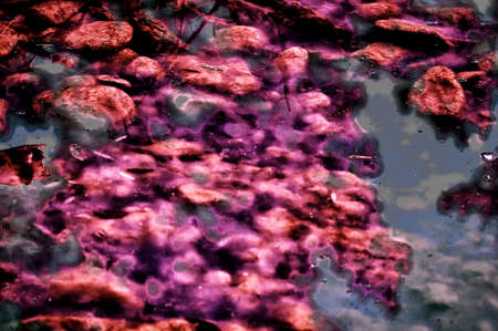 Abstract background. Reflection of trees in the water. The bottom of the reservoir is colorful, algae and stones are pink. The effect is an infrared film.の写真素材