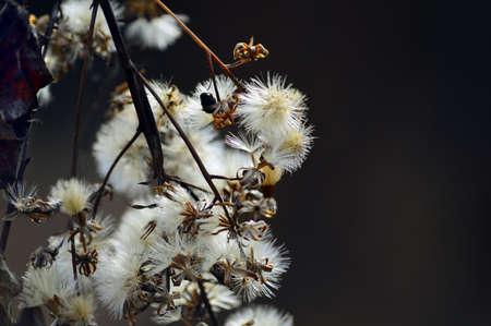 A plant with fluffy light flowers and a broken stem on a dark brown background. Wildlife in autumn. Close-up photo.の写真素材