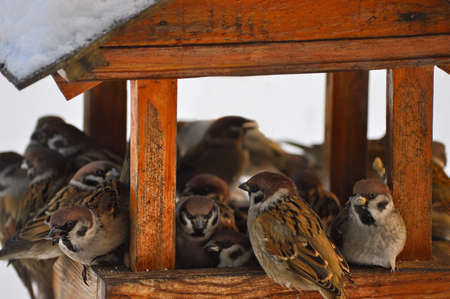 Mischievous sparrows sit on a wooden feeder under the roof. Human help to birds in winter.の写真素材