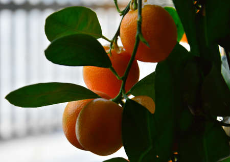 A small tangerine plant grown on a windowsill with ripe orange fruits