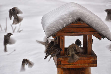 A large flock of sparrows flew to the feeder. The wooden feeder is covered with a thick layer of...