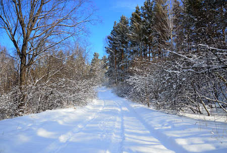 winter landscape. The snowy road goes up through the forest. Beautiful blue February sky. Wildlife...