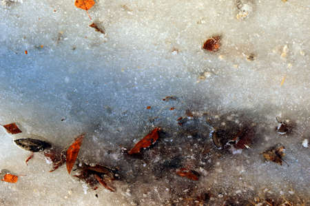 abstract background. Twigs and leaves frozen in ice. Autumn spring natural phenomenon. Red keaves