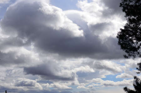 heavenly landscape. Cloudy sky over a pine tree. Stormy gray cumulus clouds.