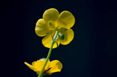 Buttercup (lat. Ranunculus) is a yellow flower with five petals. back view. Located isolated on a dark background. Natureの写真素材