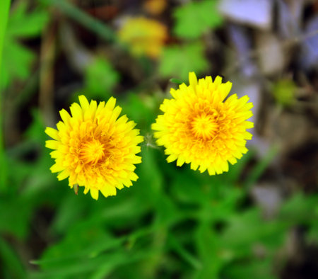 Yellow dandelion flowers on a background of green grass in the spring. Plants in the wild.の写真素材