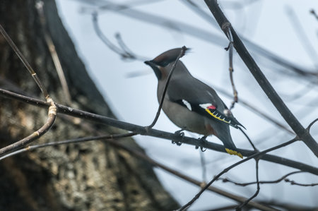Common Bohemian Waxwing (Bombycilla garrulus) on a tree. Birds flew in to drink the spring sap from...
