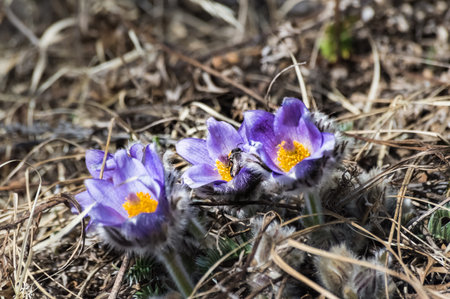 First spring flowers. Pulsatilla patens (Pulsatilla patens) blooming in spring. Project "Flowers of Eastern Siberia". wild natureの写真素材