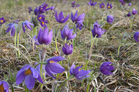 Purple Anemone patens (lat. Anemone patens), or PulsatÃ­lla patens (PulsatÃ­lla patens) flowers...