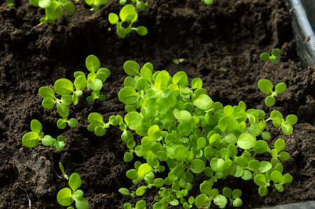 Small green seedlings of lettuce in peat pots, closeup. Plant growing.