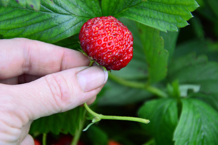 strawberry in hand on a background of green leaves, close-upの写真素材
