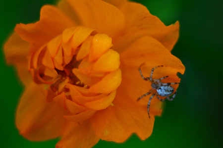 Bright orange flower of the Trollius with a spider on the petals. On a green background. macro shot.の写真素材