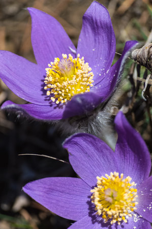Purple Anemone patens (lat. Anemone patens), or Pulsatilla patens (Pulsatilla patens) flowers on the meadow. early spring. macro. Flowers of Eastern Siberia.の写真素材