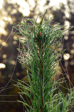 spider web on a branch of pine tree in the autumn forestの写真素材